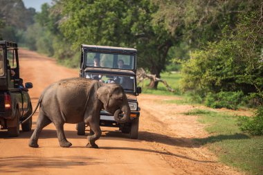 Sri Lanka: vahşi fil geçerken yol Yala Milli Parkı'nda