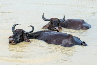 Sri Lanka: su bufalo Yala Milli Parkı'nda