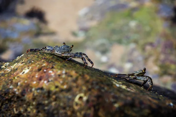 Sri Lanka: Yengeç sahilde