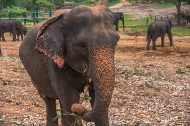 Sri lanka: Pinnawala esir filler