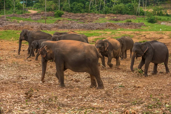 Шри-Ланка: захваченные слоны в Пиннавале — стоковое фото