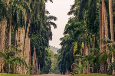 Sri Lanka: Kraliyet Botanik Bahçeleri, Peradeniya, Kandy palmiye sokakta