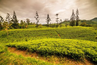 Sri Lanka: ünlü Ceylon yayla çay alanları