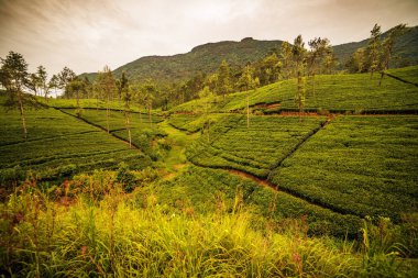 Sri Lanka: ünlü Ceylon yayla çay alanları