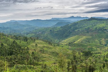 Sri Lanka: ünlü Ceylon yayla çay alanları