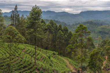 Sri Lanka: ünlü Ceylon yayla çay alanları