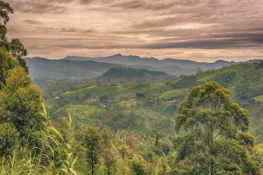 Sri Lanka: ünlü Ceylon yayla çay alanları