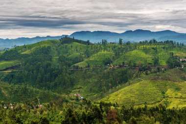 Sri Lanka: ünlü Ceylon yayla çay alanları