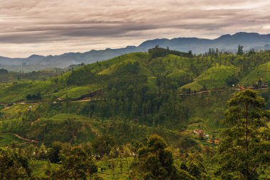 Sri Lanka: ünlü Ceylon yayla çay alanları