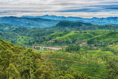 Sri Lanka: ünlü Ceylon yayla çay alanları