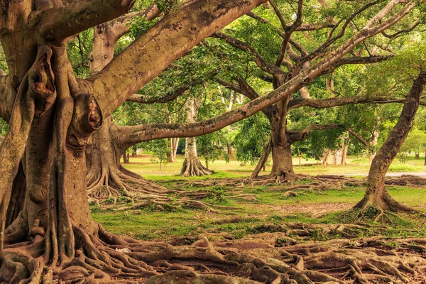 Sri Lanka: Kraliyet Botanik Bahçeleri, Peradeniya, Kandy — Stok fotoğraf