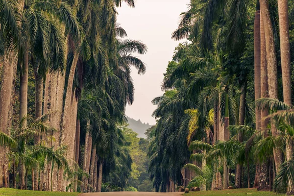 Sri Lanka: Kraliyet Botanik Bahçeleri, Peradeniya, Kandy palmiye sokakta — Stok fotoğraf