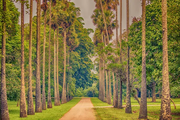 王立植物園ペラデニア、キャンディーのスリランカ: 手のひら路地 — ストック写真