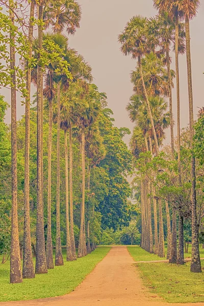 Sri Lanka : allée des palmiers dans les jardins botaniques royaux, Peradeniya, Kandy — Photo