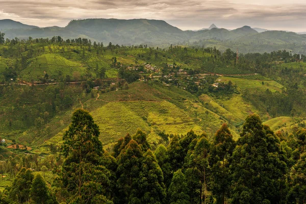 Шри-Ланка: знаменитые Цейлонские высокогорные чайные поля — стоковое фото