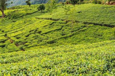 Sri Lanka: yayla çay tarlaları Nuwara Eliya