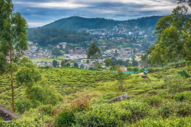 Sri Lanka: yayla çay tarlaları Nuwara Eliya