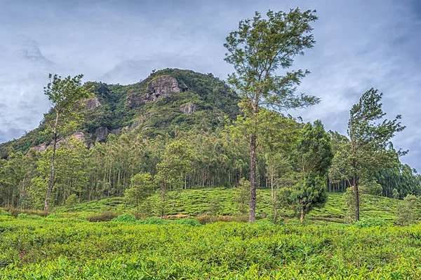 Sri Lanka: plantaciones de té de las tierras altas en Nuwara Eliya —  Fotos de Stock