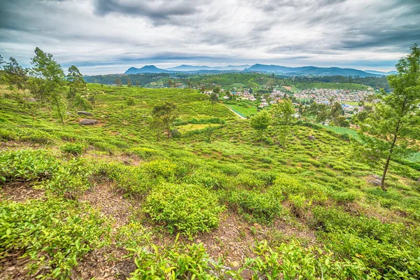 Sri Lanka: plantacje herbaty góralskiej w mieście Nuwara Eliya — Zdjęcie stockowe