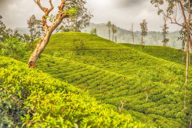 Sri Lanka: yayla Ceylon Çayı alanları Ella