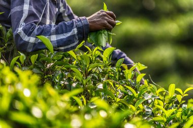 Sri Lanka: koleksiyon çay plantasyon içinde