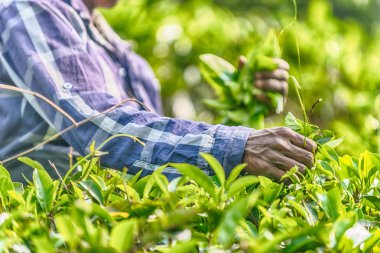 Sri Lanka: koleksiyon çay plantasyon içinde