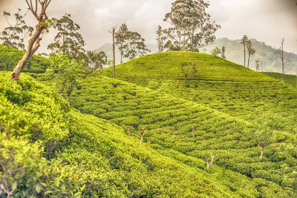 エラでスリランカ: ハイランド セイロン茶園 — ストック写真