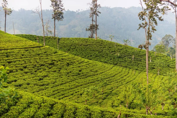 エラでスリランカ: ハイランド セイロン茶園 — ストック写真