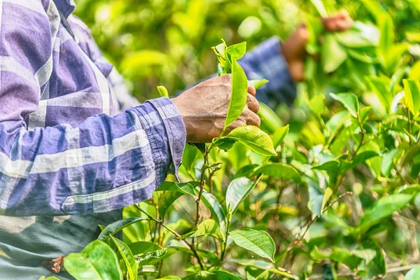 Sri Lanka: koleksiyon çay plantasyon içinde
