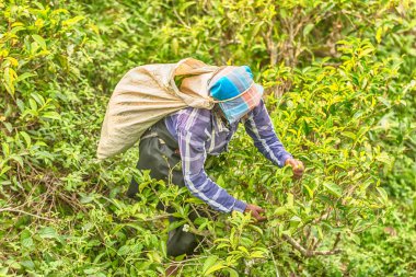 Sri Lanka: çay toplayıcı plantation bir torba ile
