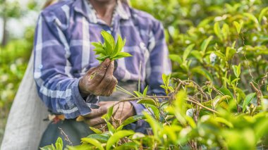 Sri Lanka: el tealeaves plantasyon içinde tutan çay Toplayıcı