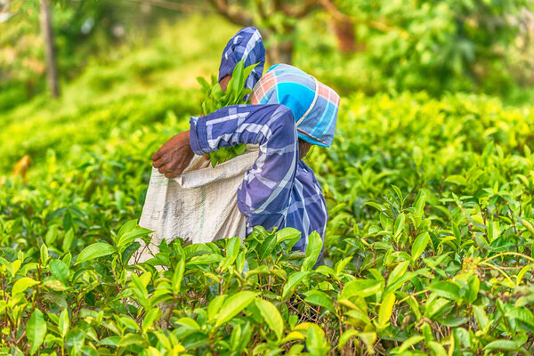 Шри-Ланка: коллекционер чая с мешком на плантации
