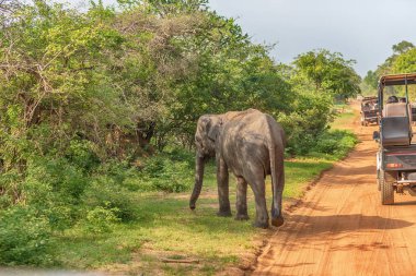 Sri Lanka: vahşi bebek fil Yala Milli Parkı'nda