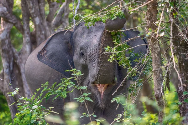 Srí Lanka: divoký slon v džungli Yala National Park — Stock fotografie