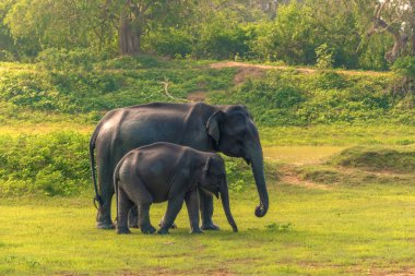 Sri Lanka: vahşi filler ormanda, Yala Milli Parkı