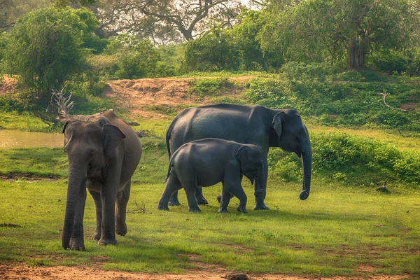 Sri lanka: wilde Elefanten im Dschungel, Yala Nationalpark — Stockfoto