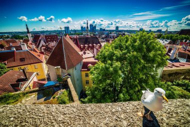 Tallinn, Estonya: eski şehir'deki hava Üstten Görünüm