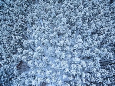 Kış orman hava Üstten Görünüm