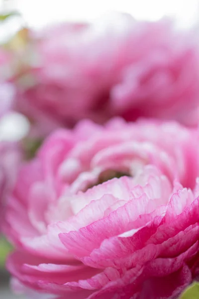 밝은 분홍빛 라운 쿨 루스 매크로 클로즈업 꽃다발 — 스톡 사진