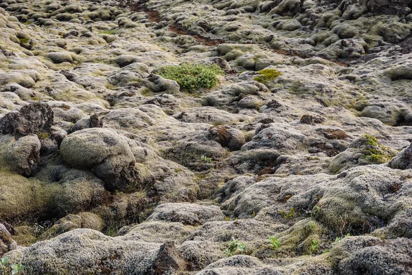 Lávové pole pokryté mechem na skalách v létě, Island — Stock fotografie