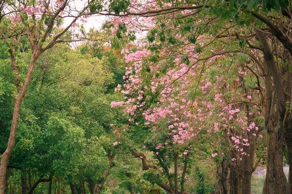 Drzewo kwiat różowy trąbka — Zdjęcie stockowe