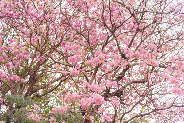 Trompette rose arbre à fleurs — Photo