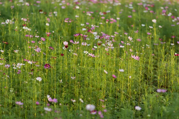 Roze bloemen en een wazig groene achtergrond — Stockfoto