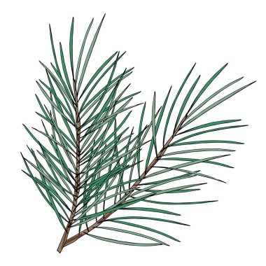 Beyaz arkaplanda tüylü köknar ağacı dalı izole.