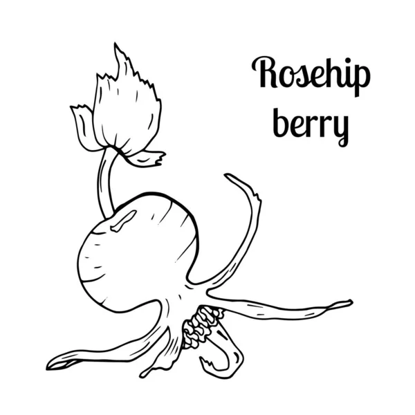 Rosehip berry esboço isolado no fundo branco . — Vetor de Stock