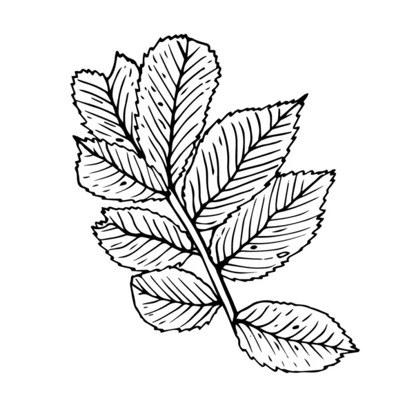 Rosehip beyaz arkaplanda izole bir taslak bırakır.