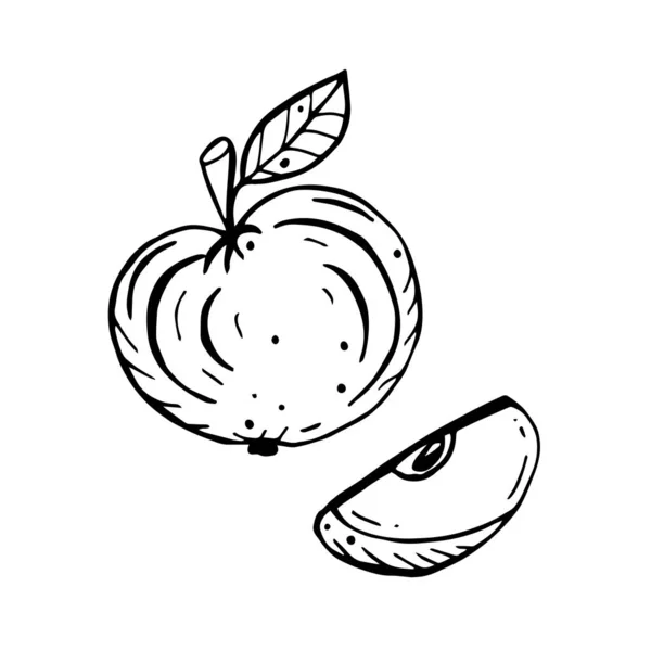 Fruta de maçã isolada sobre fundo branco. Desenho de vetor de doodle desenhado à mão . — Vetor de Stock