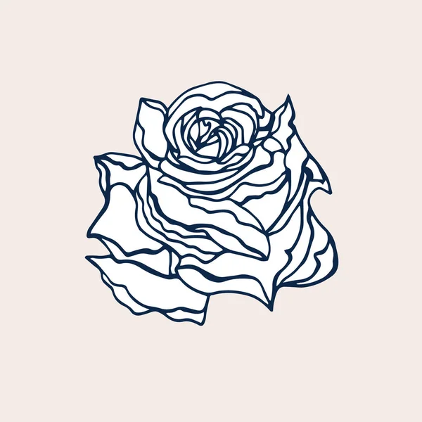Cute Rose isolated on light background. Hand drawn flower of Rose. — Stock vektor