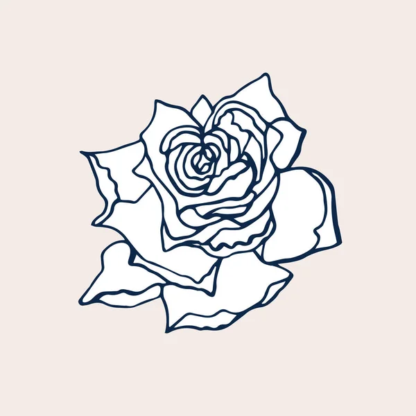 Mignonne Rose isolée sur fond clair. Fleur dessinée à la main de Rose . — Image vectorielle