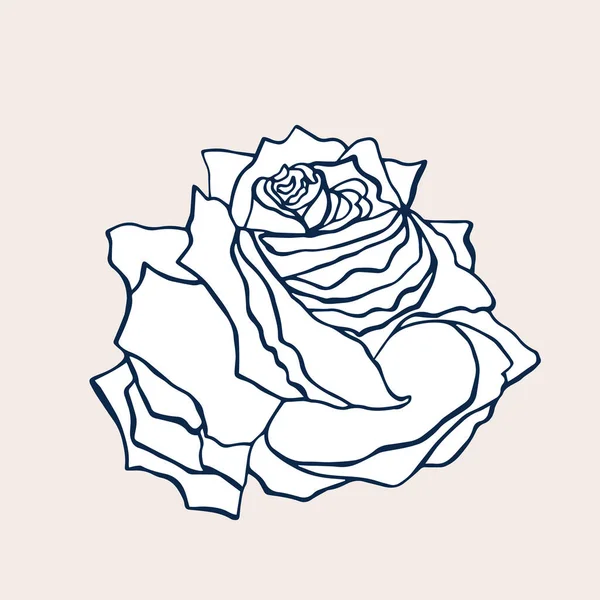 Cute Rose isolated on light background. Hand drawn flower of Rose. — Stock vektor